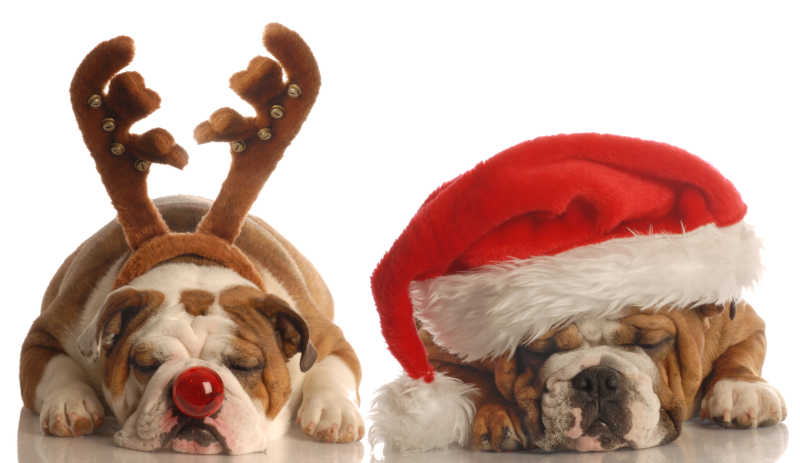 两只英国牛头犬带圣诞帽和鹿角
