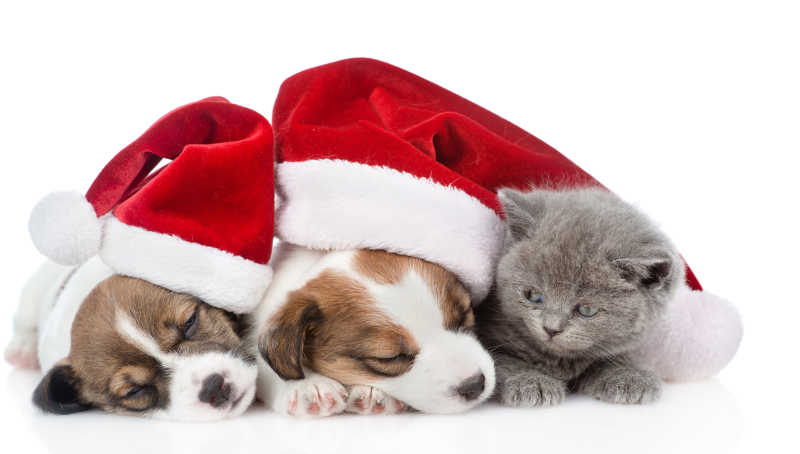 红色的圣诞老人帽下的小猫和两只睡着的小狗杰克罗素