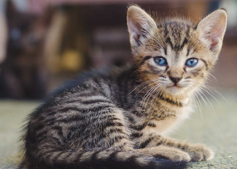 一只灰蓝色眼睛的猫