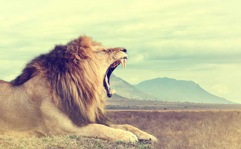 非洲肯尼亚非洲国家公园野生狮子