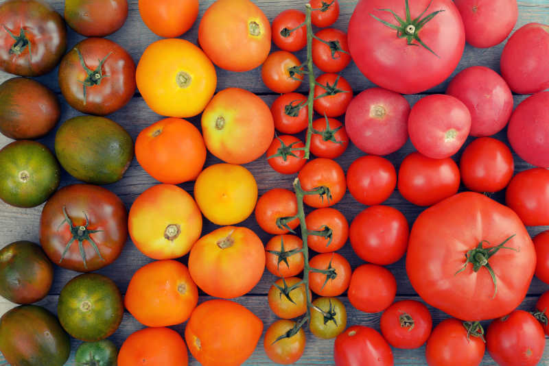 不同种类成熟度的西红柿