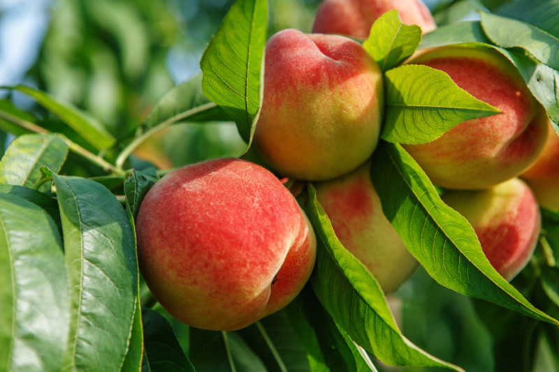 果树上桃树树枝上长出的成熟甜桃