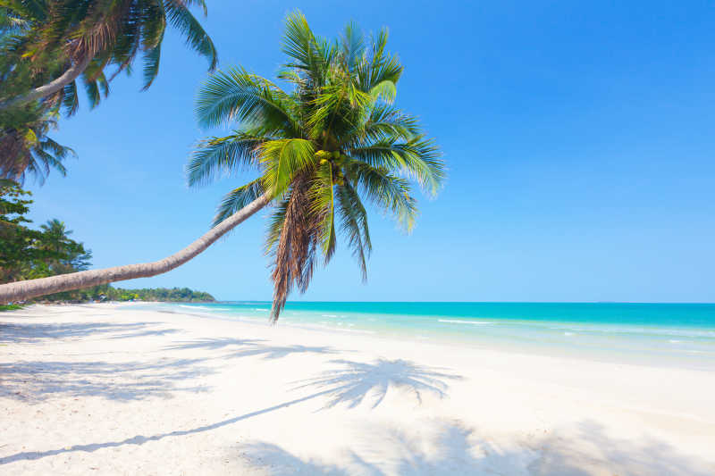 蓝天下的海滩和椰子树特写