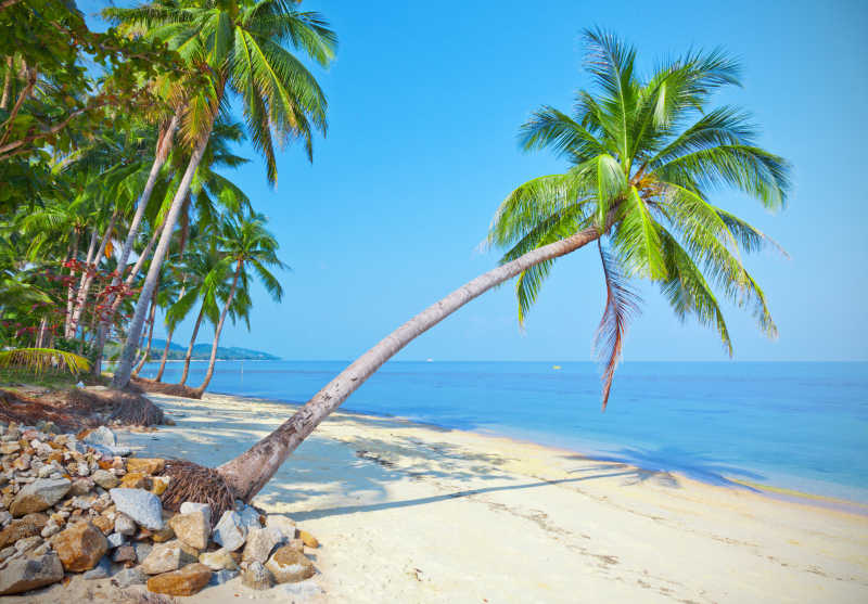 海滩上的椰树特写
