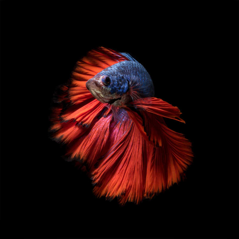 颜色美丽的暹罗斗鱼