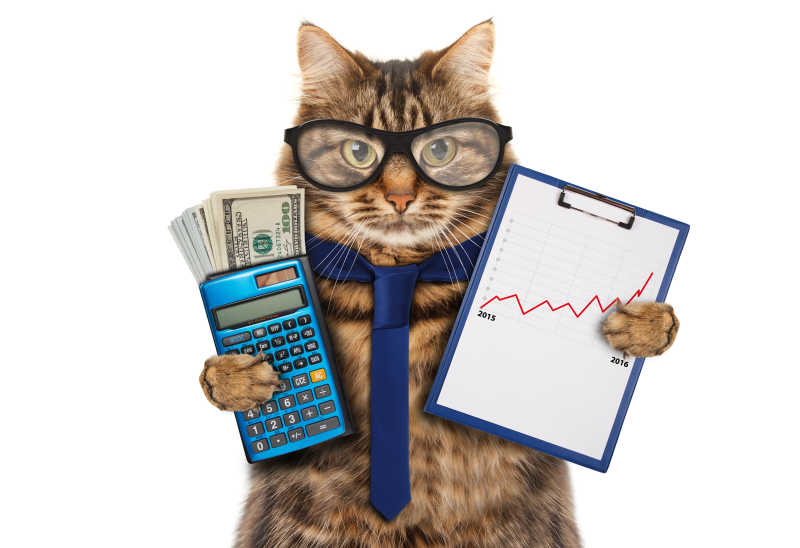 猫咪的商业主题拿着计算机钱币和文件夹