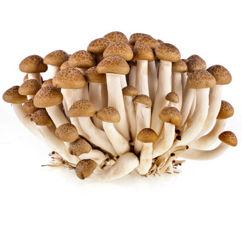 白色背景上的蘑菇特写