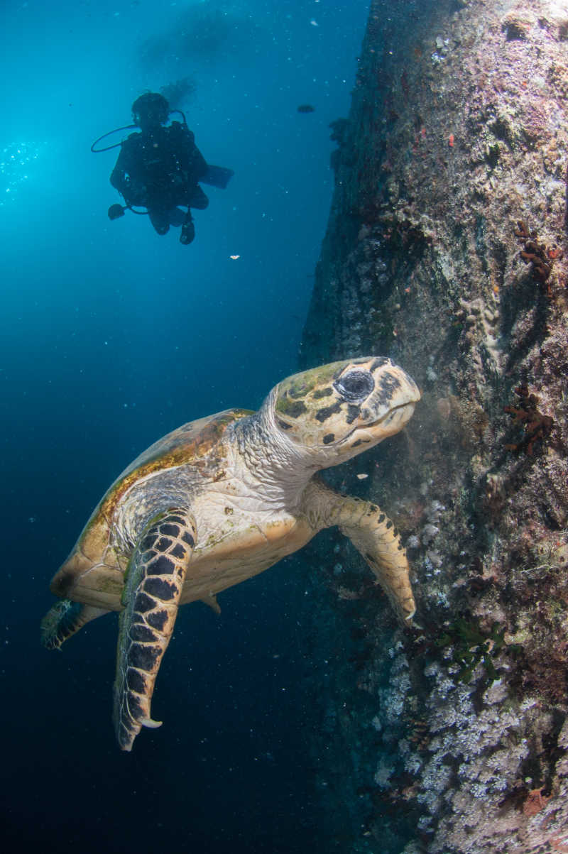 海底的潜水员看到了一只海龟