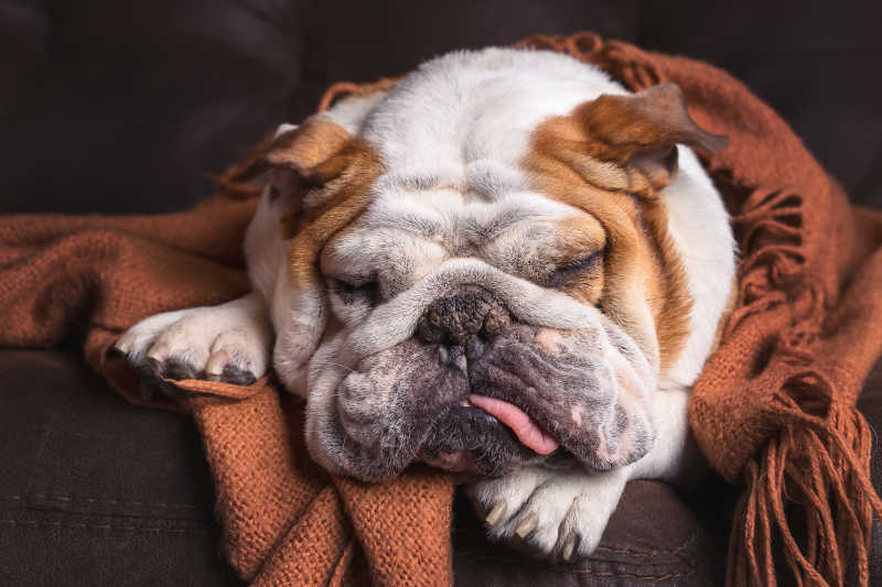 一只斗牛犬盖着棕色亚麻毯子趴在棕色皮革沙发上