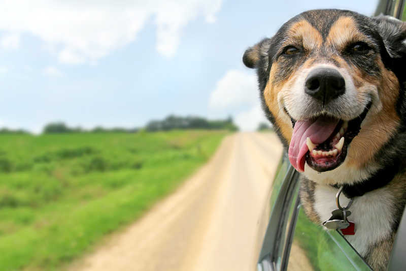 头部伸出车窗的德国牧羊犬