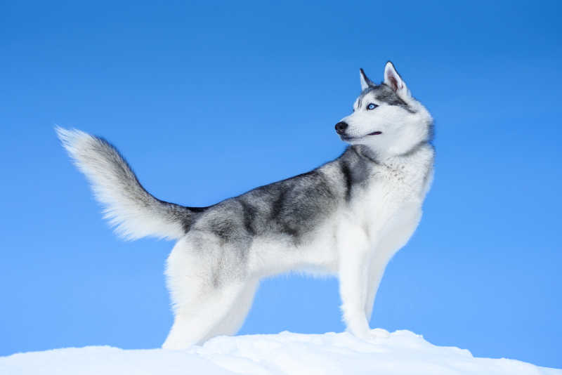 雪地里站立的哈士奇雪橇犬