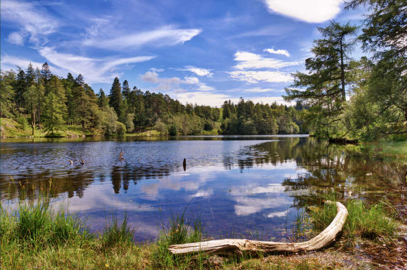 英国湖区的一个小湖周围的林地