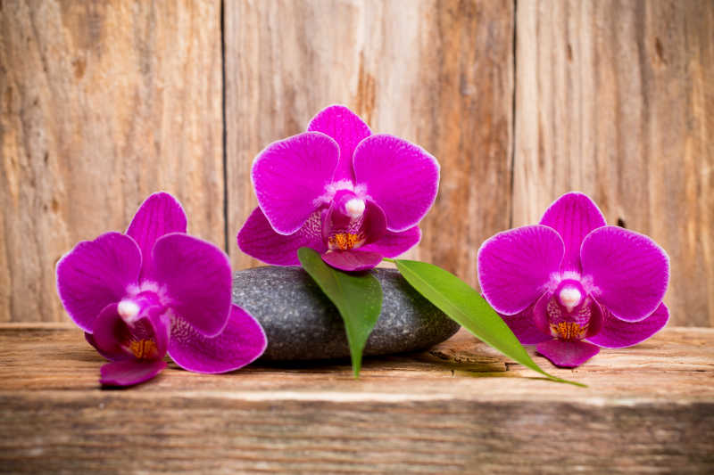 木色背景下放在鹅卵石上的紫色的兰花