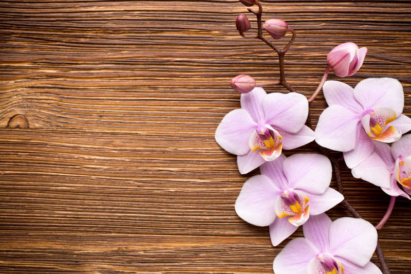 木制桌面上的粉色的兰花