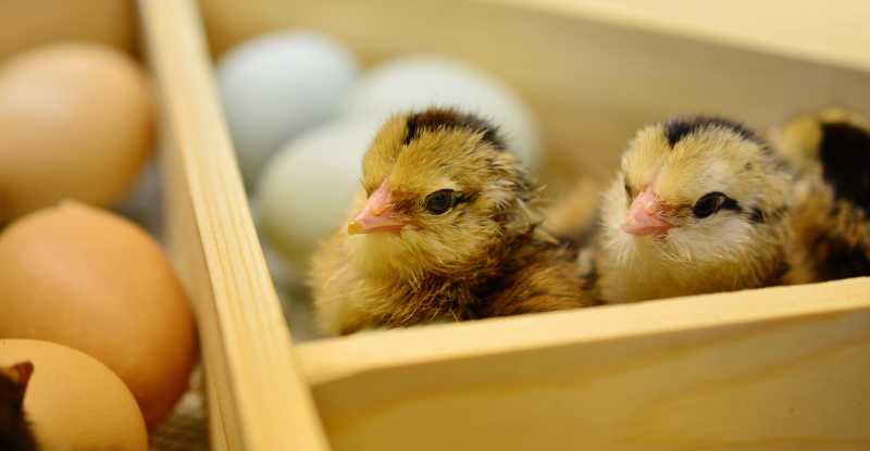 鸡蛋从中孵化的两只小鸡