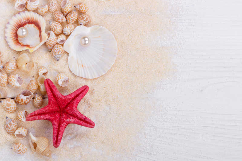 细沙上的贝壳海螺和红色的海星