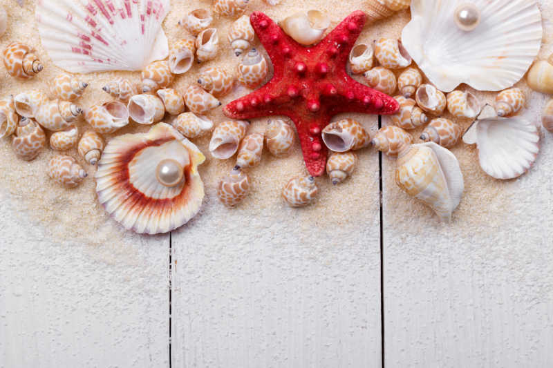细沙上的贝壳海螺和海星还有珍珠