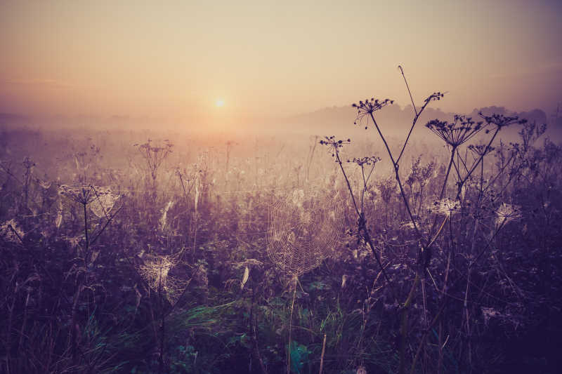 雾蒙蒙早晨草地风光