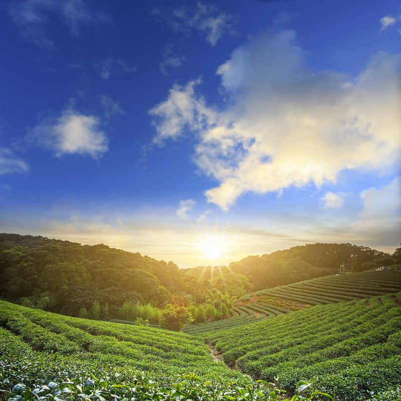 茶园风景