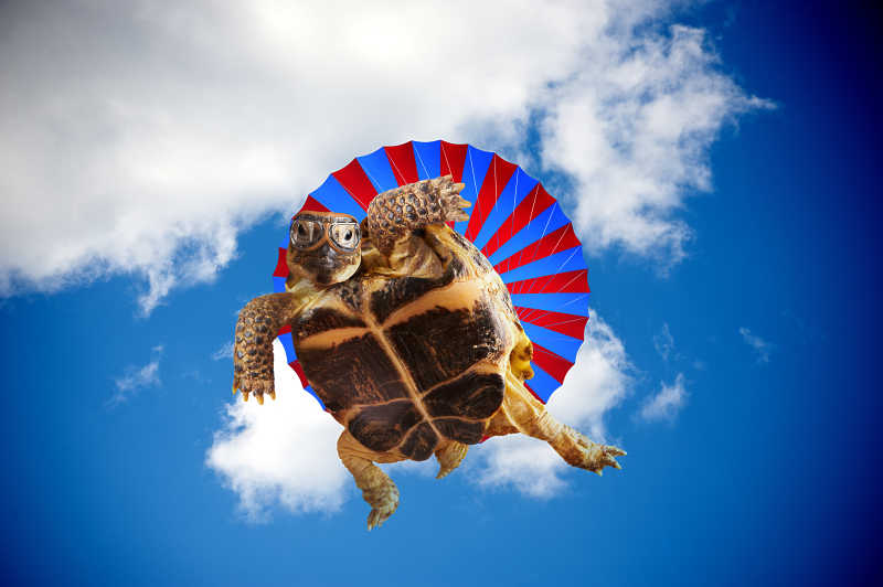 一个海龟跳降落伞