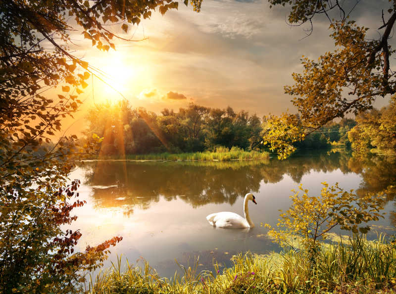 秋天池塘上的天鹅