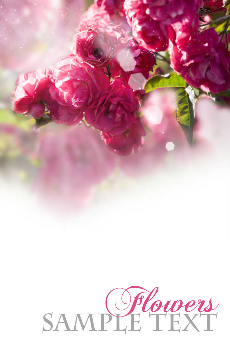 盛开的粉红色花朵