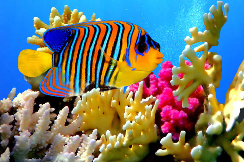 海底的珊瑚和帝王神仙鱼