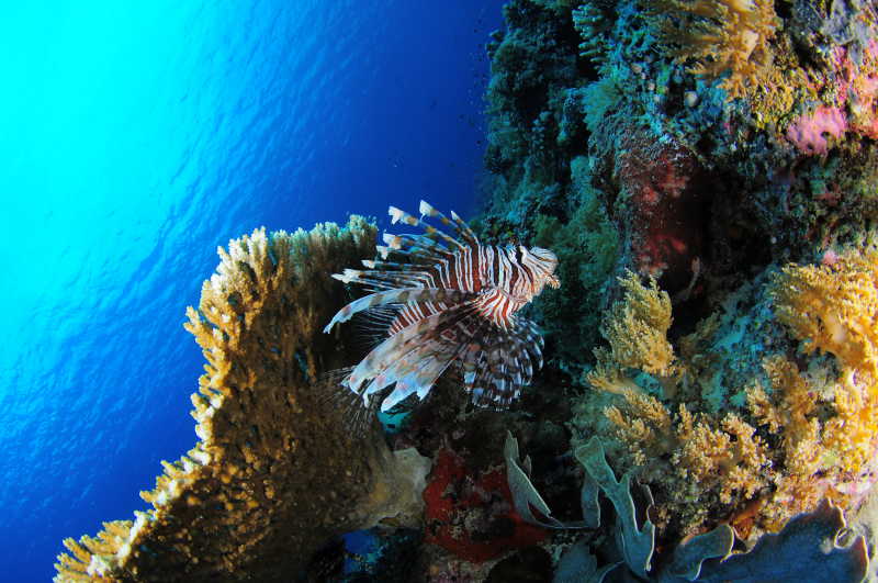 美丽的海底珊瑚下的狮子鱼