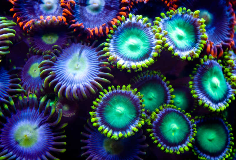 一个多种颜色的海水珊瑚群体