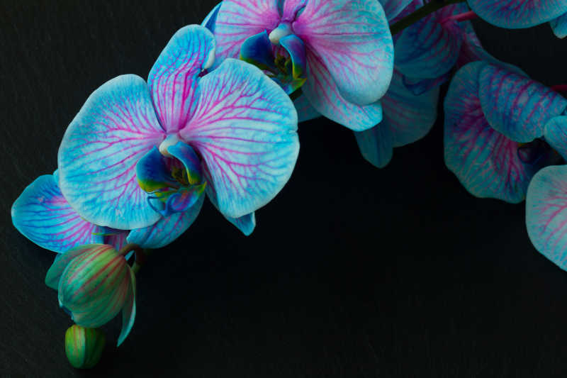 一串紫兰花