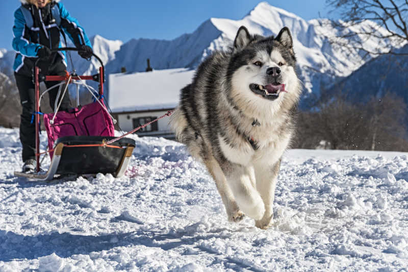 雪橇犬