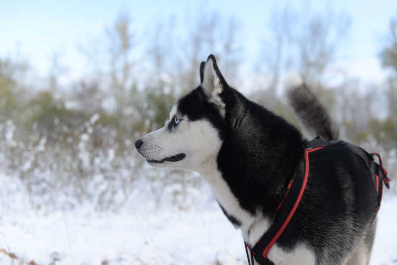 雪橇犬哈士奇