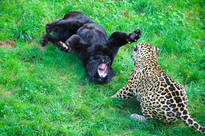 黑豹与花豹在玩耍