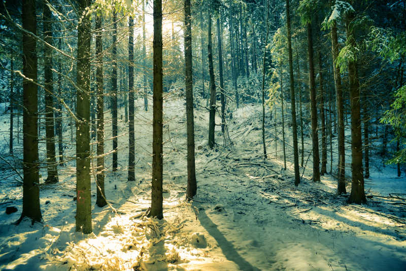 冬天的森林