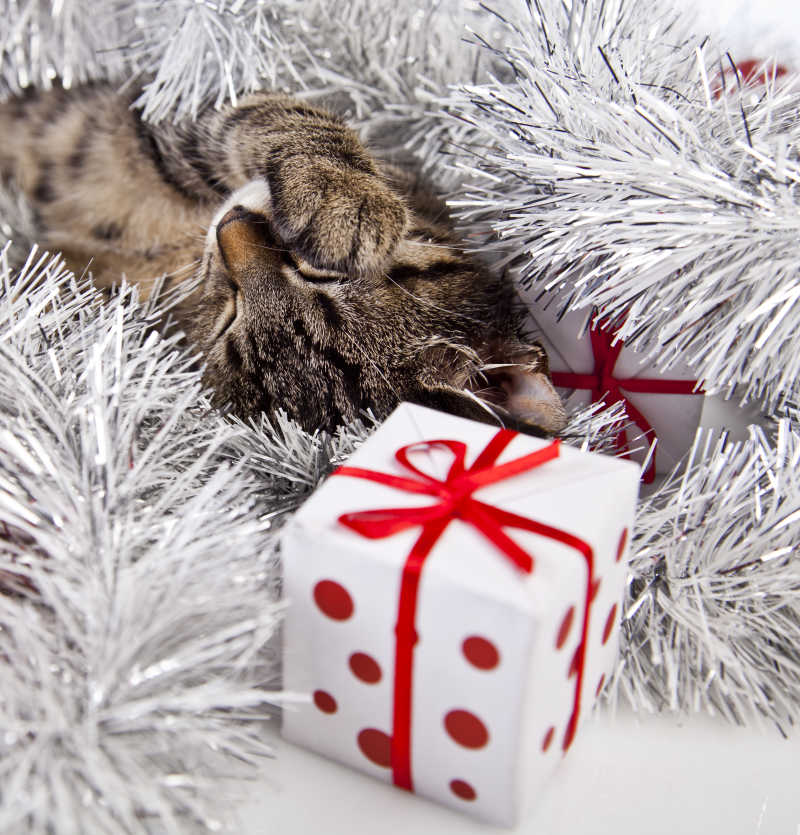 小猫和精美的圣诞礼品盒
