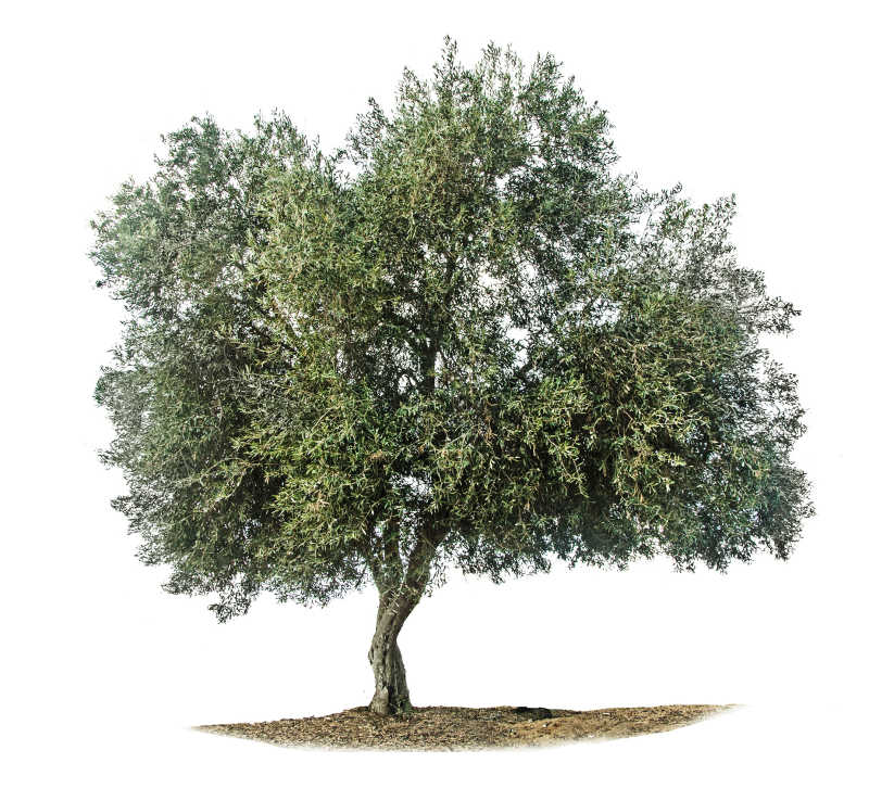 白色背景中一颗枝繁叶茂的橄榄树