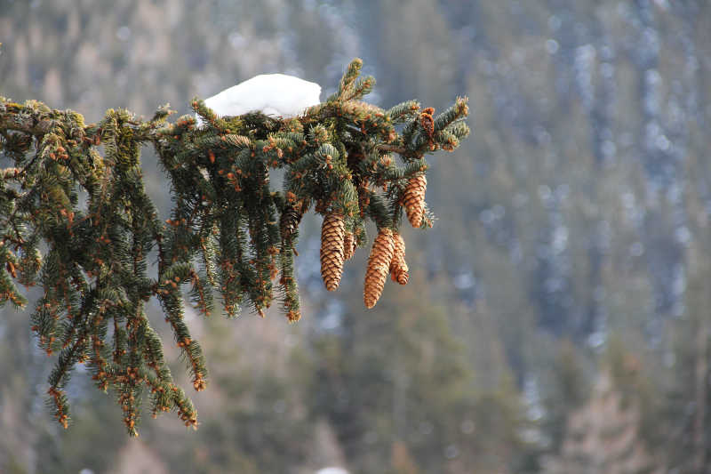 杉树上有一块雪