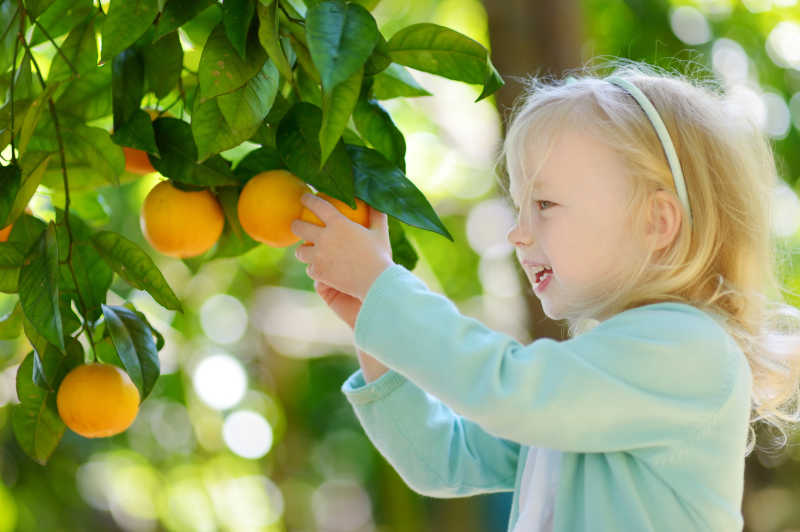 可爱的小女孩在意大利的阳光橘树园采摘新鲜成熟的橙子