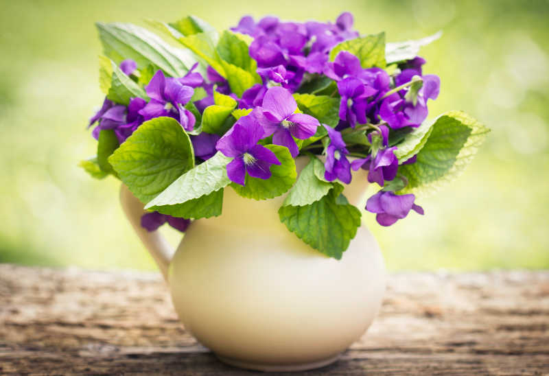 放在桌上一束紫罗兰花