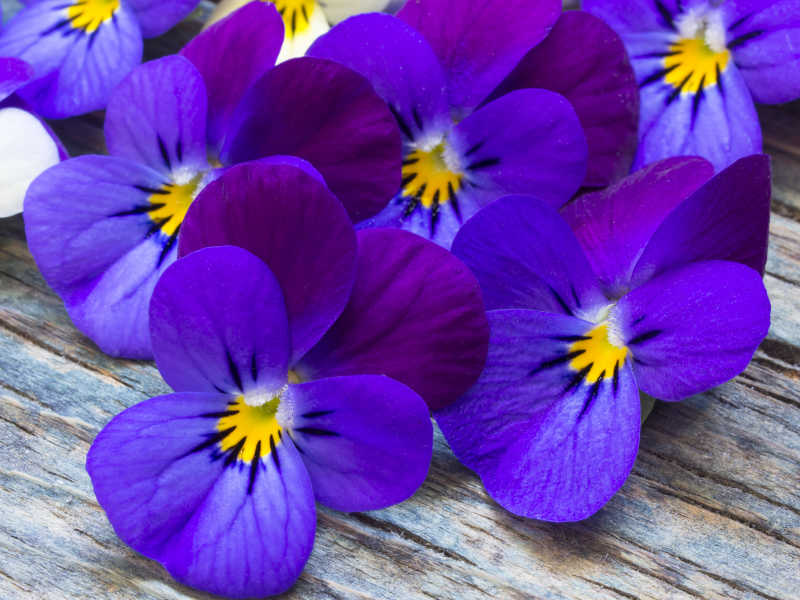 美丽的紫罗兰花