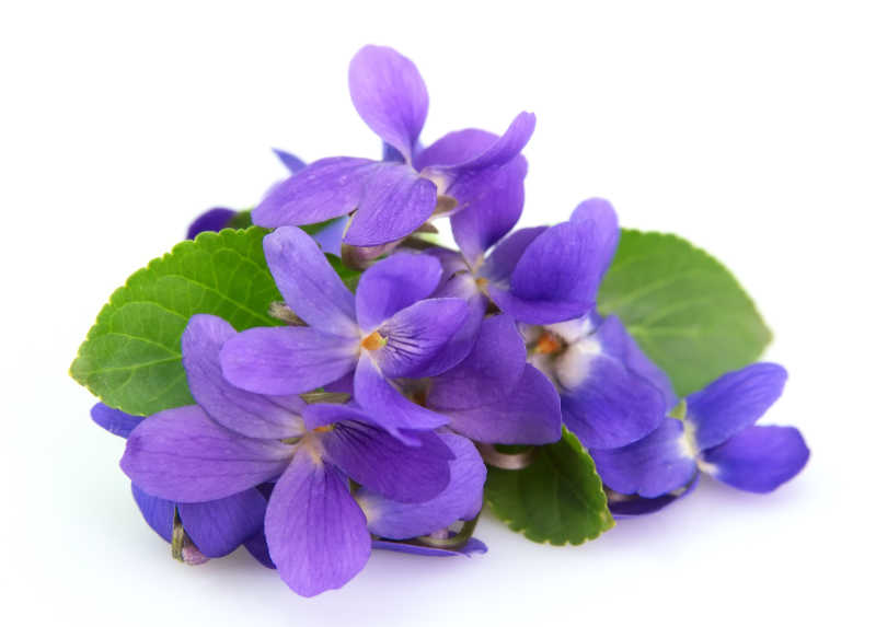 白色背景下的紫罗兰花