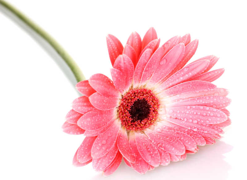 漂亮的粉色非洲菊