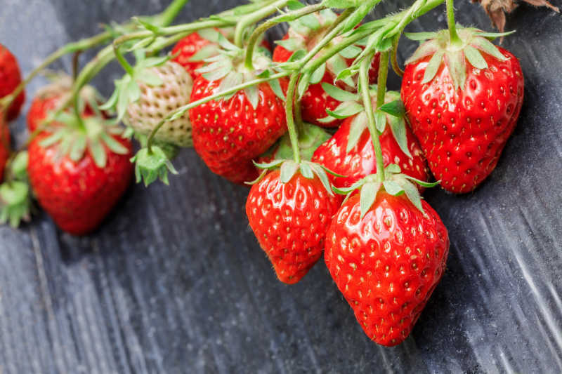 成熟的草莓果实在种植园中生长