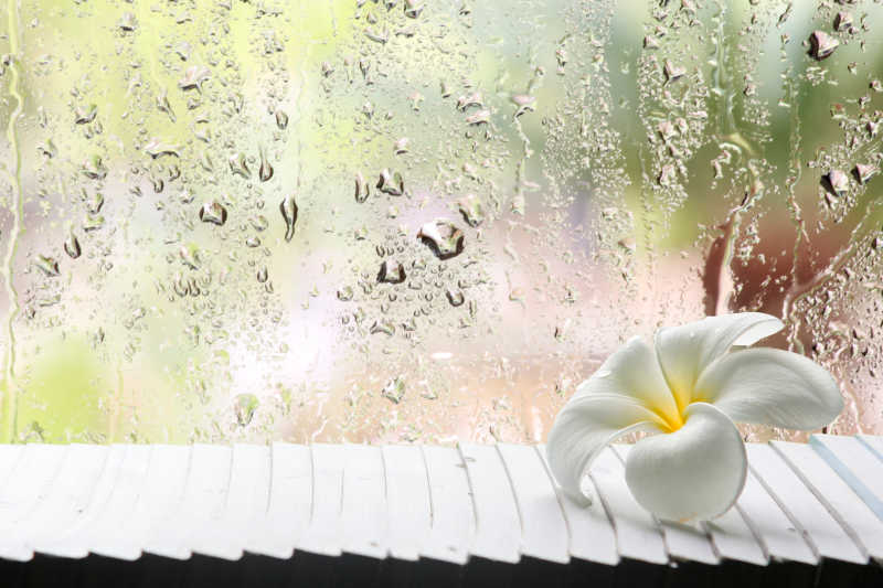玻璃上的水汽和白色花朵