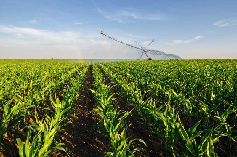 玉米地正在进行农业灌溉