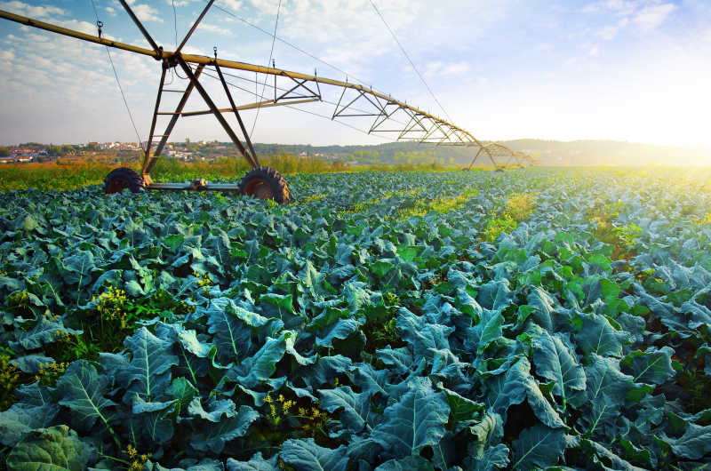 白菜栽培与现代灌溉系统相结合