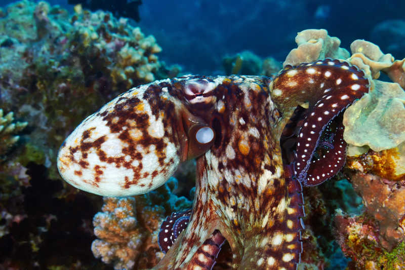 美丽的珊瑚礁的章鱼