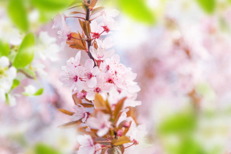 春季粉色樱花