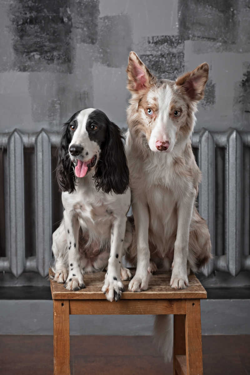 椅子上蹲坐着的边境牧羊犬和俄罗斯猎犬