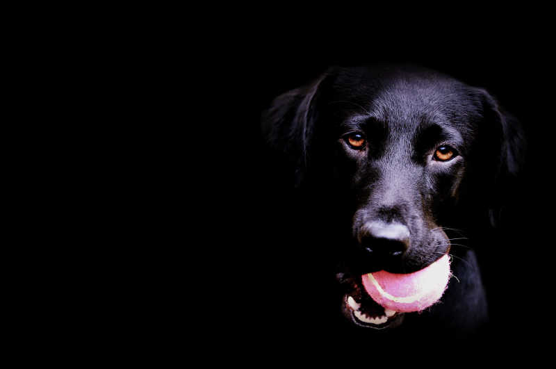 黑色背景下的叼着粉色棒球的黑色的拉布拉多犬